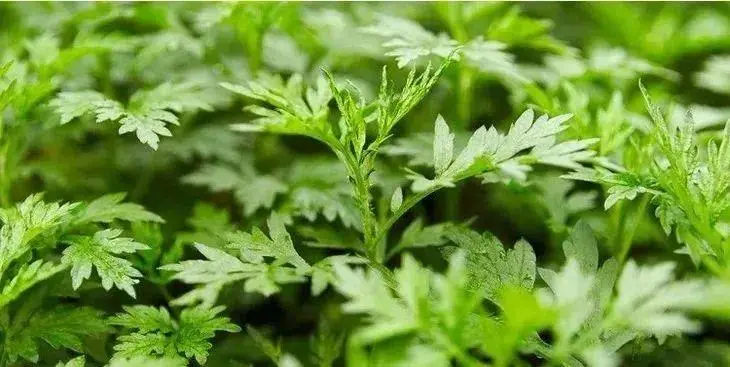 新浪中醫博客 夏季身體亞健康 中醫艾灸來幫忙